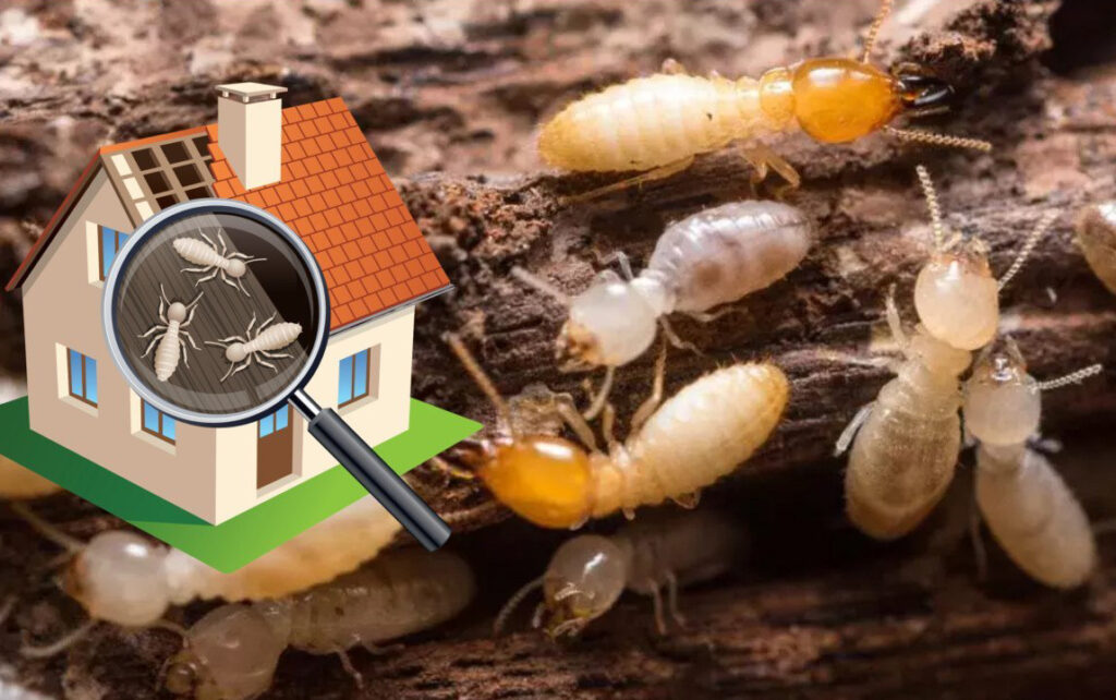 212985844 anti termite pest control services in mumbai