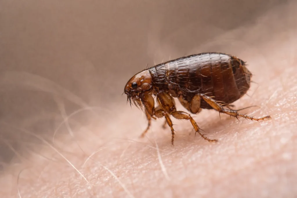 flea control nz how to get rid of fleas in your home on pets 1530x1020